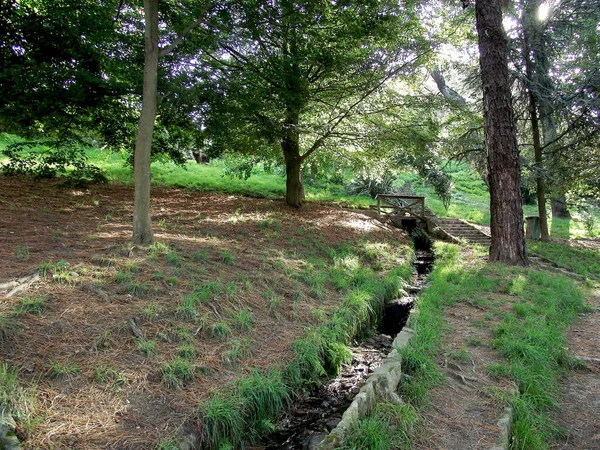 Sentiero Tra Pini Nel Giardino Del Parco Forestale — Foto Stock