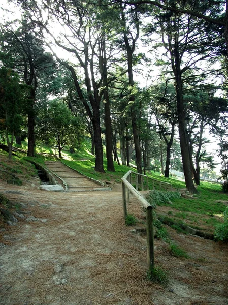 Sentiero Tra Pini Nel Giardino Del Parco Forestale — Foto Stock