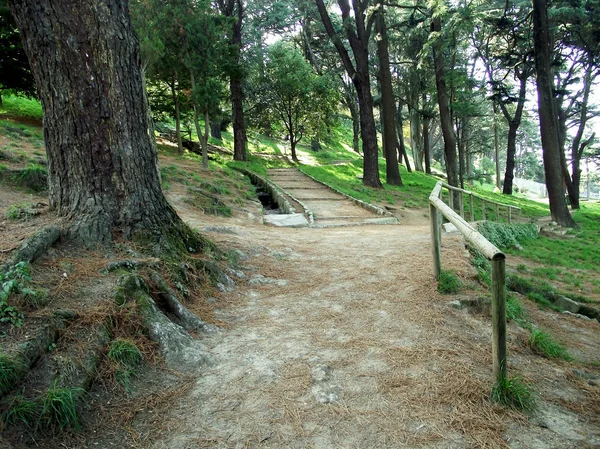 Sentiero Tra Pini Nel Giardino Del Parco Forestale — Foto Stock