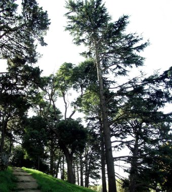 Çam ağaçları orman park Bahçe
