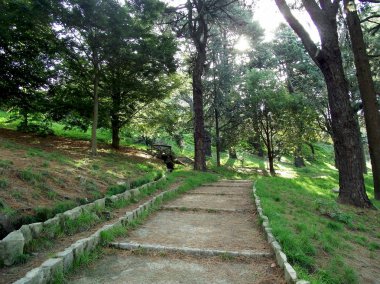 Çam ağaçları orman park Bahçe