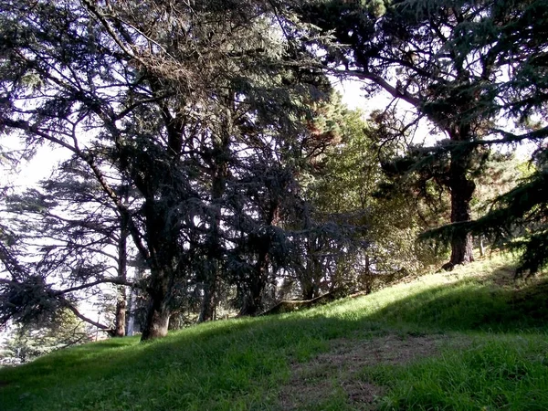 Pini Nel Giardino Del Parco Forestale — Foto Stock