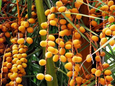 Park bahçe içinde palmiye ağacı dalları, yaprakları ve tarihleri ile