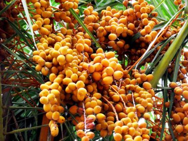 Park bahçe içinde palmiye ağacı dalları, yaprakları ve tarihleri ile