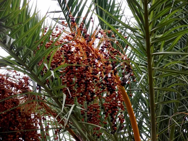 Palm tree with branches, leaves and dates in the park garden