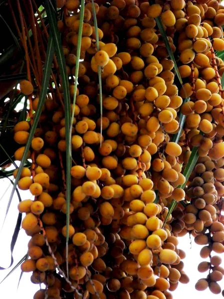 Park bahçe içinde palmiye ağacı dalları, yaprakları ve tarihleri ile