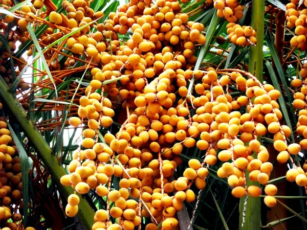 Park bahçe içinde palmiye ağacı dalları, yaprakları ve tarihleri ile