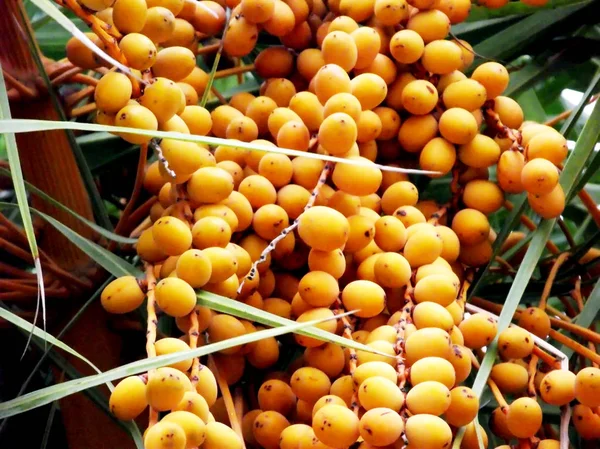 Park bahçe içinde palmiye ağacı dalları, yaprakları ve tarihleri ile