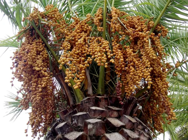 Palm tree with branches, leaves and dates in the park garden