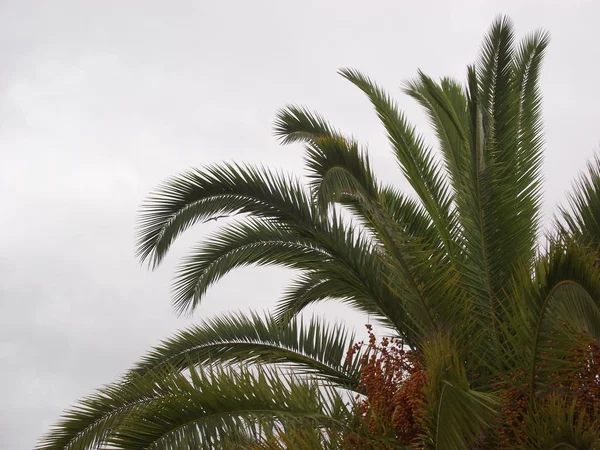 Palm tree with branches, leaves and dates in the park garden