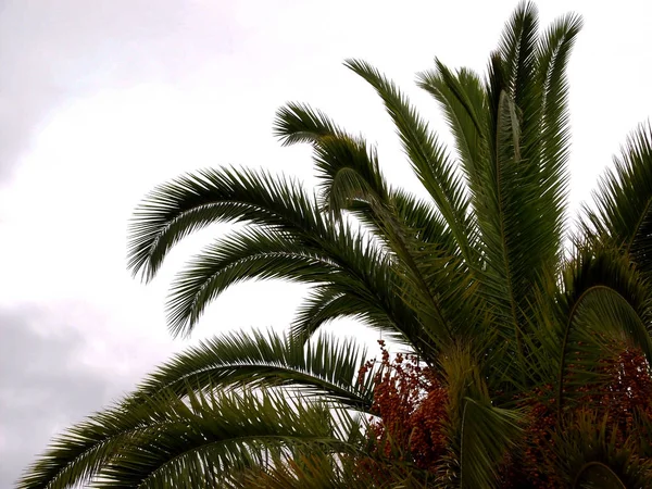 Palmy Gałęzi Liści Dat Park Garden — Zdjęcie stockowe