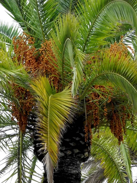 Palmier Avec Branches Feuilles Dattes Dans Jardin Parc — Photo