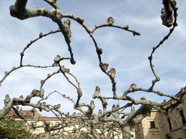 Ağaç olmadan denilen muz veya platanus yaprak