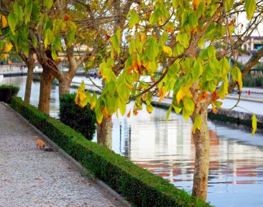 Aveiro, Portekiz Infante Don Pedro Gölü Parkı. Europe