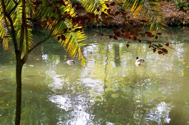 Aveiro, Portekiz Infante Don Pedro parktaki ördekler. Europe