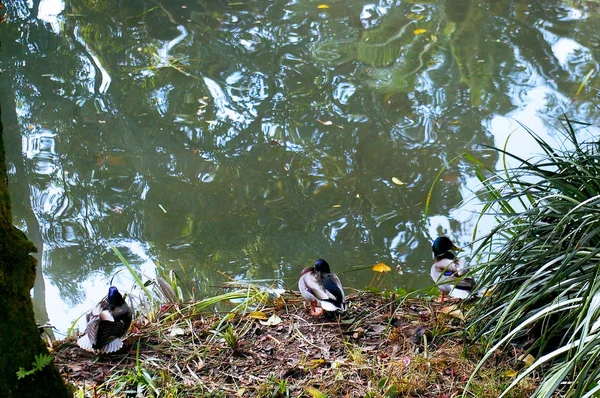 Ducks Infante Don Pedro Park Aveiro Portugal Europe — Stock Photo, Image