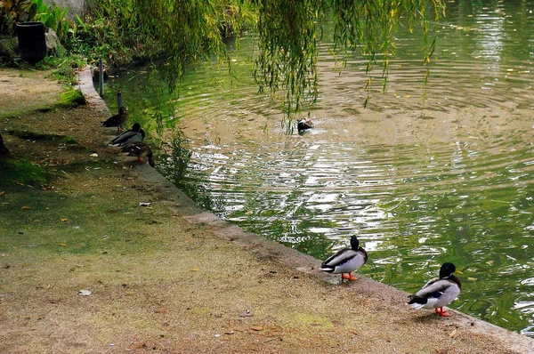 Enten Infante Don Pedro Park Aveiro Portugal Europa — Stockfoto