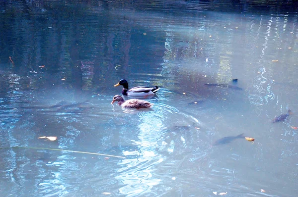 Enten Infante Don Pedro Park Aveiro Portugal Europa — Stockfoto