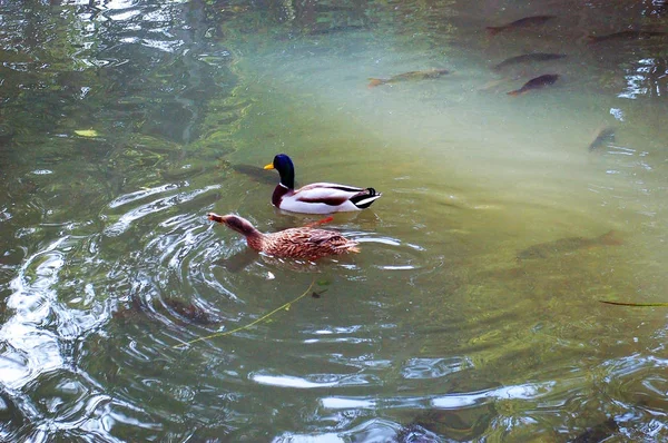 Enten Infante Don Pedro Park Aveiro Portugal Europa — Stockfoto