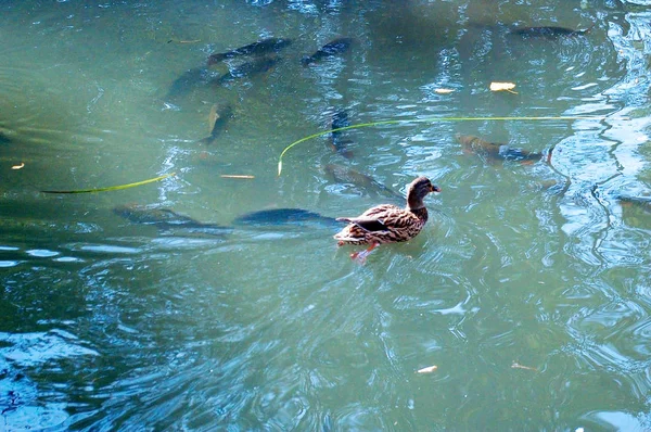 Canards Dans Parc Infante Don Pedro Aveiro Portugal Europe — Photo