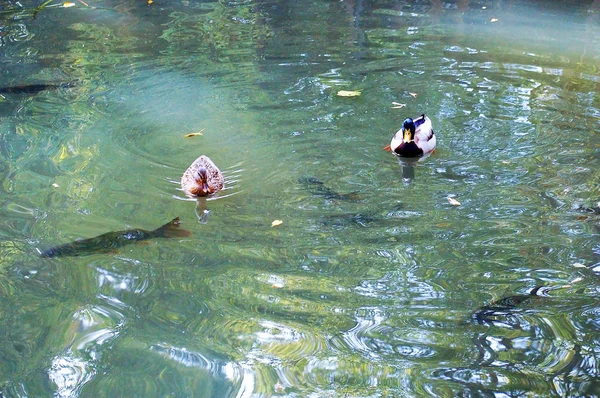 Patos Parque Infante Don Pedro Aveiro Portugal Europa —  Fotos de Stock