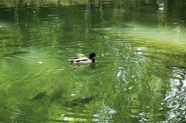 Patos Parque Infante Don Pedro Aveiro Portugal Europa — Fotografia de Stock