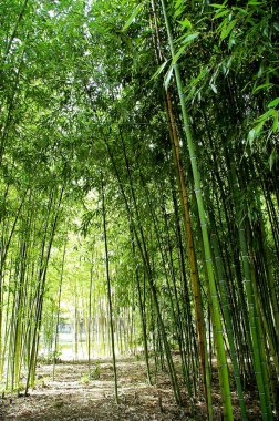 Orman parkında dalları ve yaprakları ile bambu sazlık