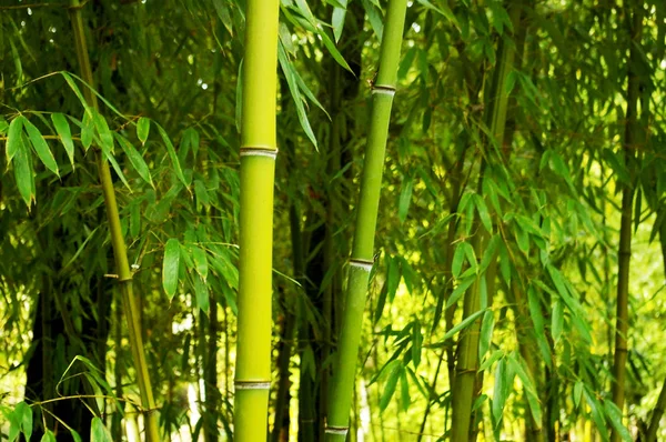 Orman parkında dalları ve yaprakları ile bambu sazlık