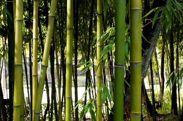 森林公园中有树枝和树叶的竹芦苇 — 图库照片