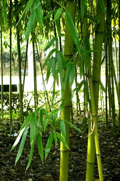 森公園の枝と葉の竹葦 — ストック写真