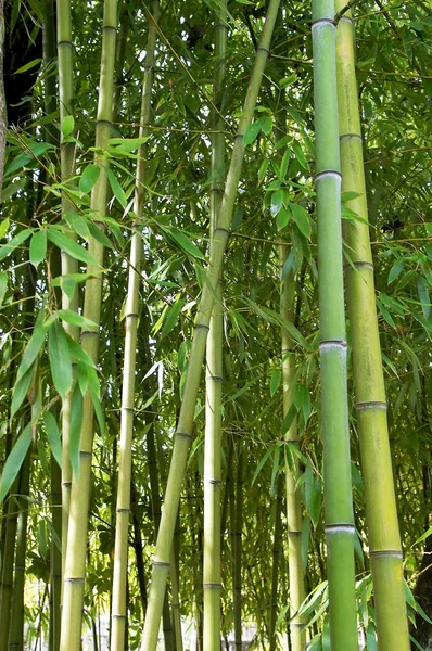 Juncos Bambu Com Ramos Folhas Parque Florestal — Fotografia de Stock