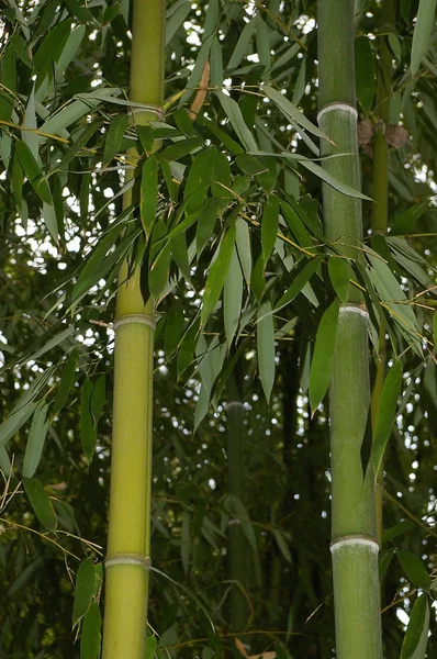 Bamboe Riet Met Takken Bladeren Het Bos Park — Stockfoto