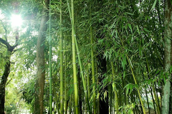 Cañas Bambú Con Ramas Hojas Parque Forestal —  Fotos de Stock