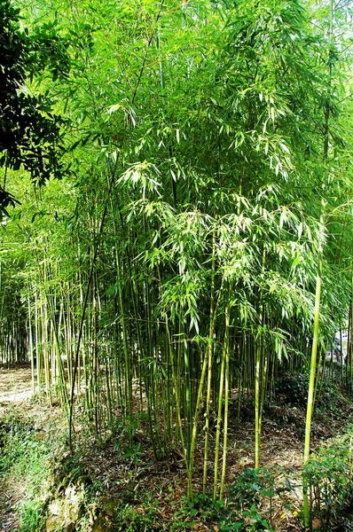 Bambu Vass Med Grenar Och Löv Skogs Parken — Stockfoto