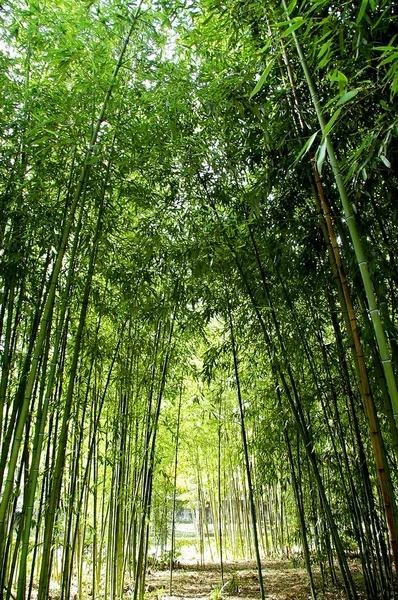 Orman parkında dalları ve yaprakları ile bambu sazlık