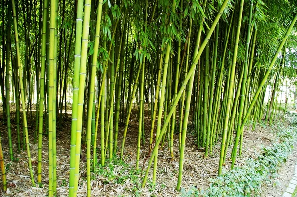 森公園の枝と葉の竹葦 — ストック写真