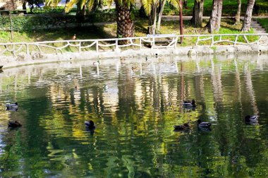 Aveiro, Portekiz Infante Don Pedro parktaki ördekler. Europe