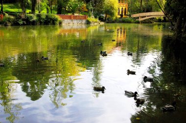 Aveiro, Portekiz Infante Don Pedro parktaki ördekler. Europe