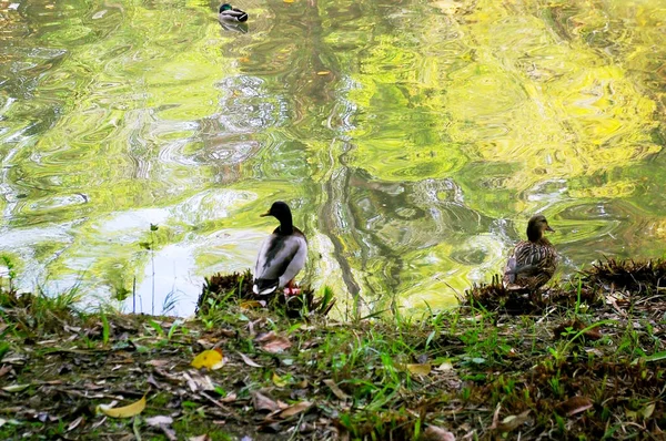 Ducks Infante Don Pedro Park Aveiro Portugal Europe — Stock Photo, Image
