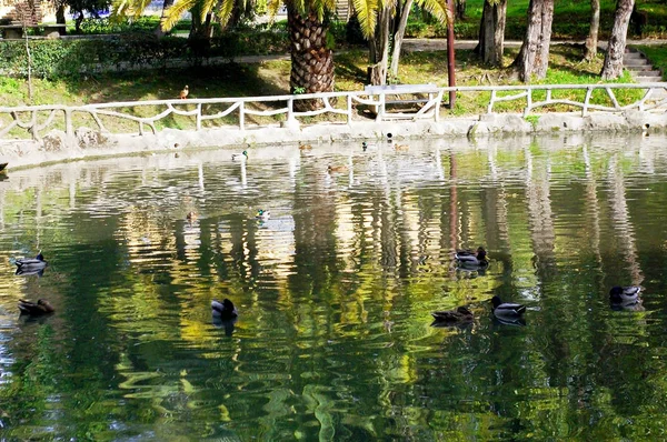 Aveiro, Portekiz Infante Don Pedro parktaki ördekler. Europe