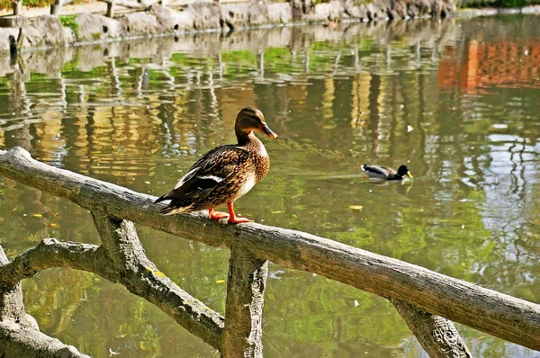 Canards Dans Parc Infante Don Pedro Aveiro Portugal Europe — Photo