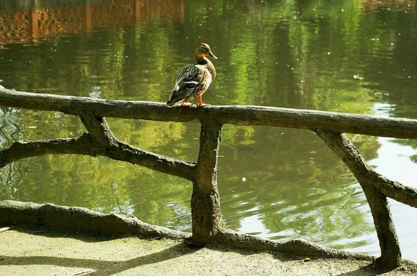 Enten Infante Don Pedro Park Aveiro Portugal Europa — Stockfoto