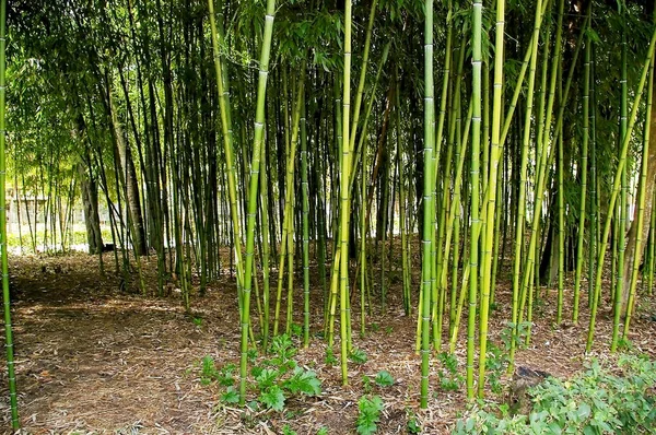 Orman parkında dalları ve yaprakları ile bambu sazlık