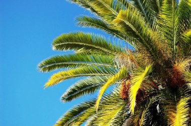 Parkın bahçesinde palmiye ağaçları