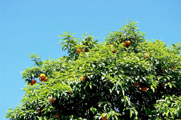 Naranjo Con Hojas Ramas Naranjas Jardín —  Fotos de Stock