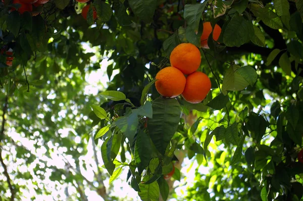 Pomarańczowe Drzewo Odgałęzieniami Liści Pomarańcze Ogrodzie — Zdjęcie stockowe