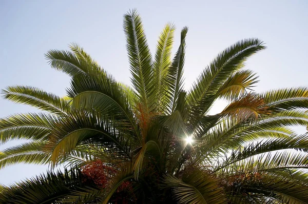 Parkın Bahçesinde Palmiye Ağaçları — Stok fotoğraf