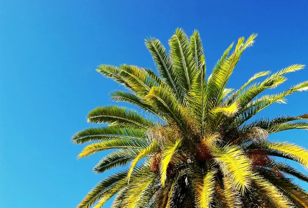 Palmbomen Parktuin — Stockfoto