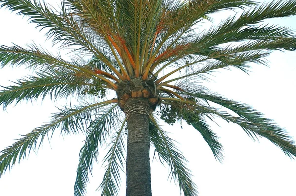 Palmiers Dans Jardin Parc — Photo