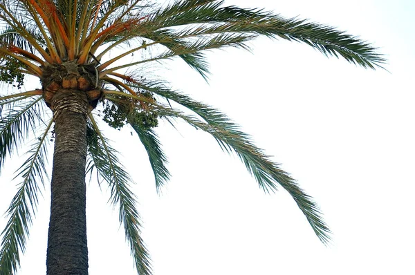 Palm Trees Park Garden — Stock Photo, Image
